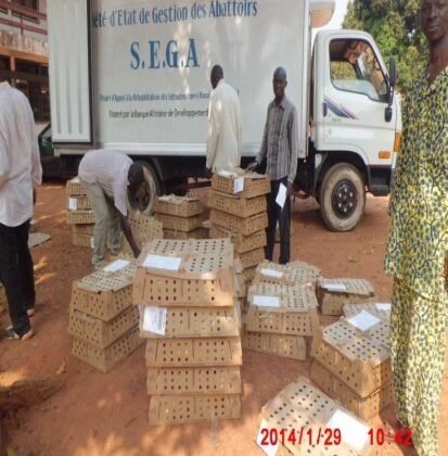 Projet d’Appui à la Production Animale à Bangui (PAPA) – 2013-2014